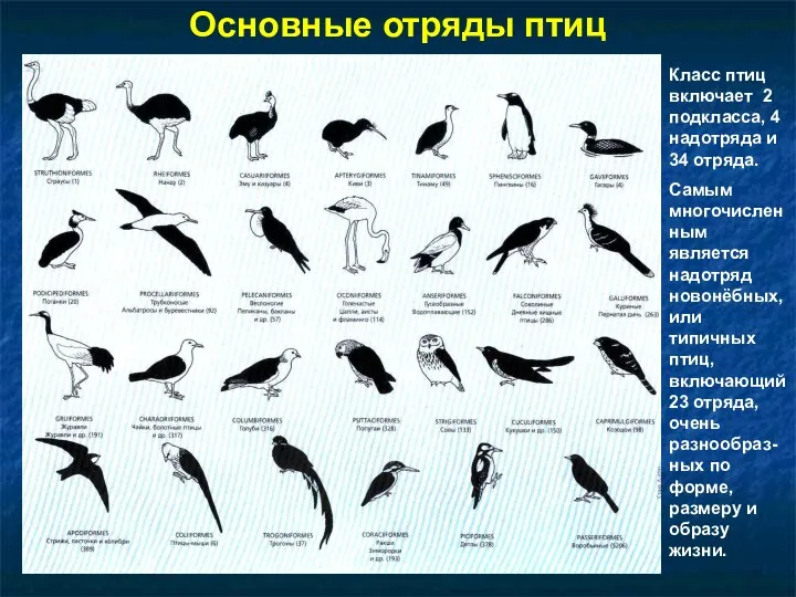 Основные отряды птиц Класс птиц включает 2 подкласса, 4 надотряда и 34 отряда.