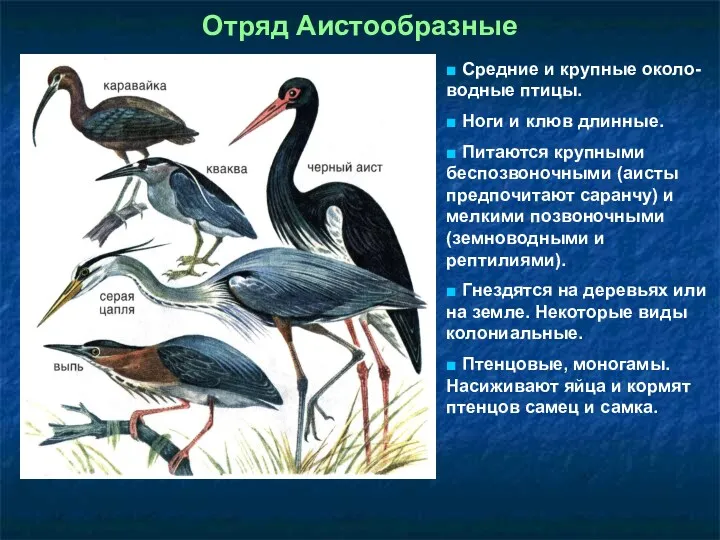 Отряд Аистообразные ■ Средние и крупные около-водные птицы. ■ Ноги и клюв длинные.