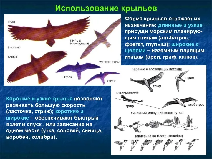 Использование крыльев Форма крыльев отражает их назначение: длинные и узкие присущи морским планирую-щим