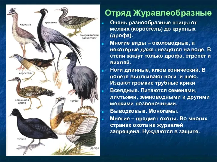 Отряд Журавлеобразные Очень разнообразные птицы от мелких (коростель) до крупных (дрофа). Многие виды