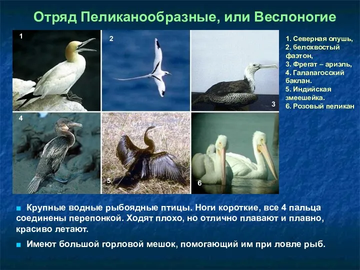 Отряд Пеликанообразные, или Веслоногие ■ Крупные водные рыбоядные птицы. Ноги короткие, все 4