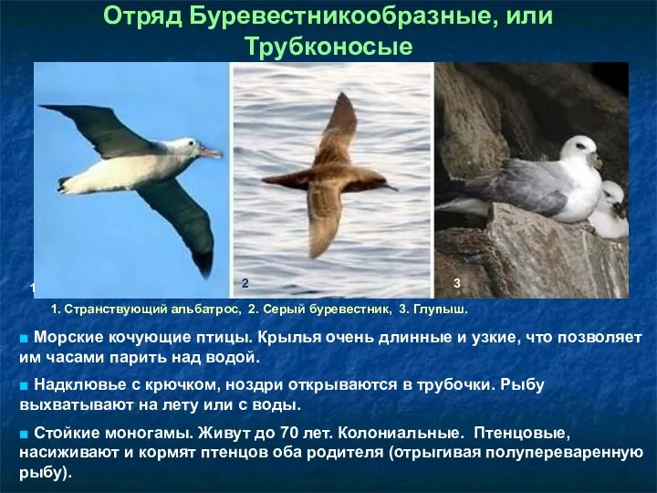 Отряд Буревестникообразные, или Трубконосые 1. Странствующий альбатрос, 2. Серый буревестник, 3. Глупыш. 1