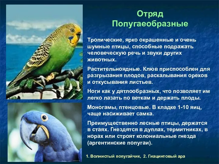 Отряд Попугаеобразные Тропические, ярко окрашенные и очень шумные птицы, способные