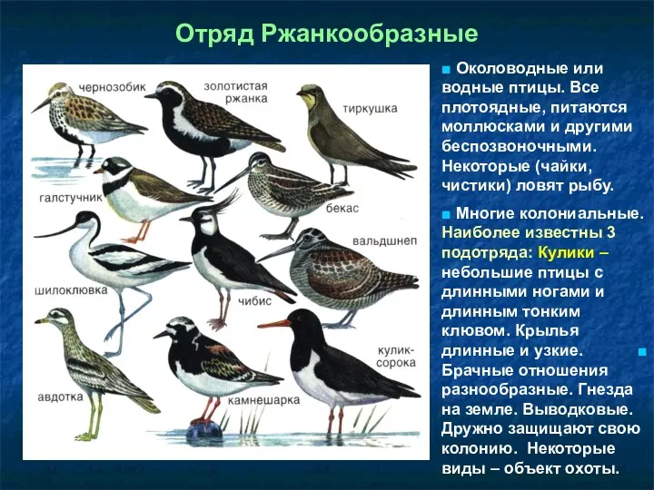 Отряд Ржанкообразные ■ Околоводные или водные птицы. Все плотоядные, питаются моллюсками и другими