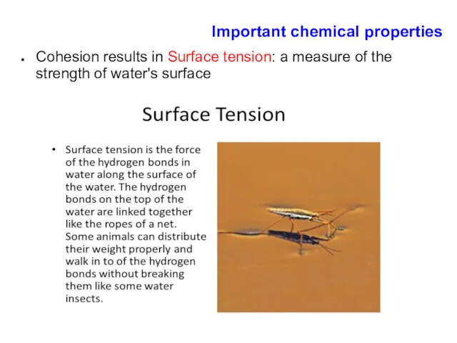 Cohesion results in Surface tension: a measure of the strength of water's surface Important chemical properties