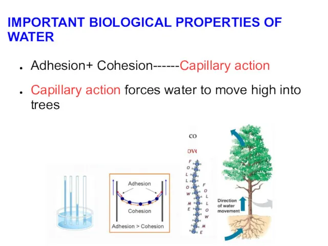 IMPORTANT BIOLOGICAL PROPERTIES OF WATER Adhesion+ Cohesion------Capillary action Capillary action forces water to