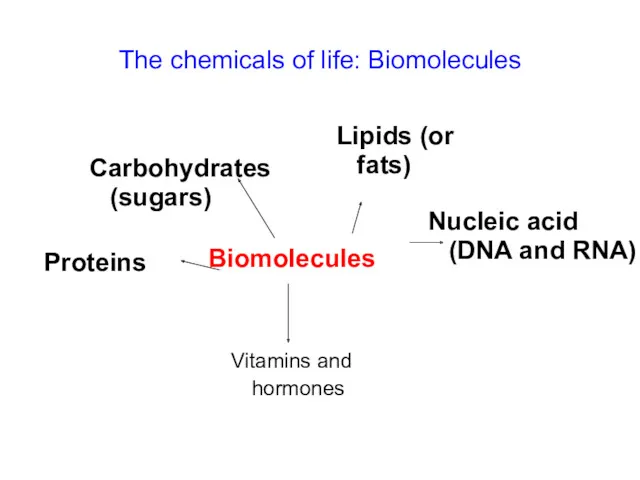 The chemicals of life: Biomolecules Biomolecules Carbohydrates (sugars) Vitamins and hormones Proteins Nucleic