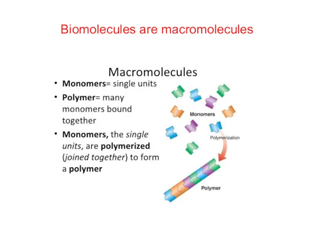 Biomolecules are macromolecules