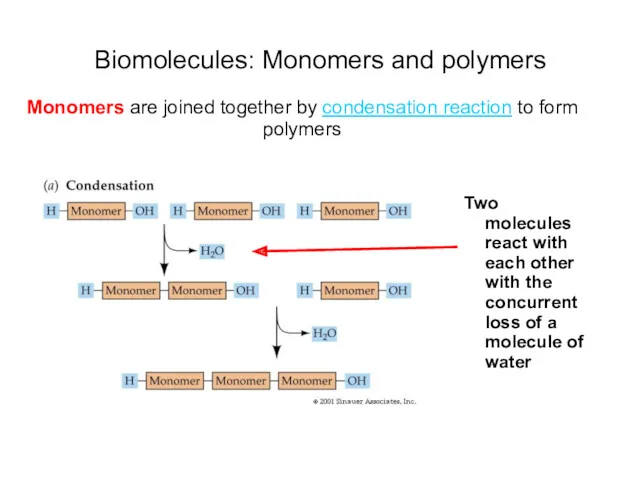 Biomolecules: Monomers and polymers Monomers are joined together by condensation reaction to form