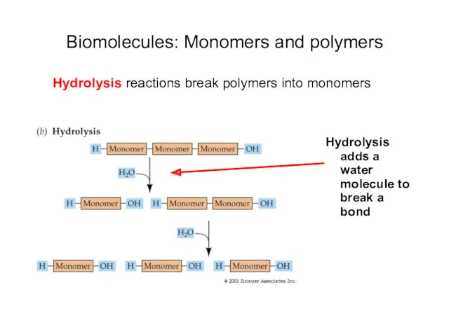 Biomolecules: Monomers and polymers Hydrolysis adds a water molecule to break a bond
