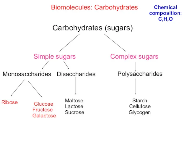 Biomolecules: Carbohydrates Simple sugars Carbohydrates (sugars) Complex sugars Monosaccharides Starch Cellulose Glycogen Disaccharides