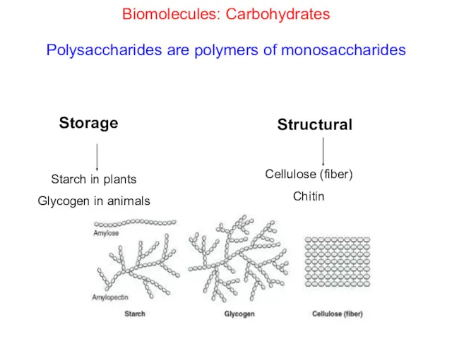Biomolecules: Carbohydrates Polysaccharides are polymers of monosaccharides Structural Starch in plants Glycogen in