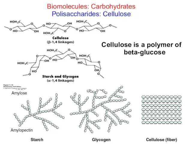 Biomolecules: Carbohydrates Polisaccharides: Cellulose Cellulose is a polymer of beta-glucose
