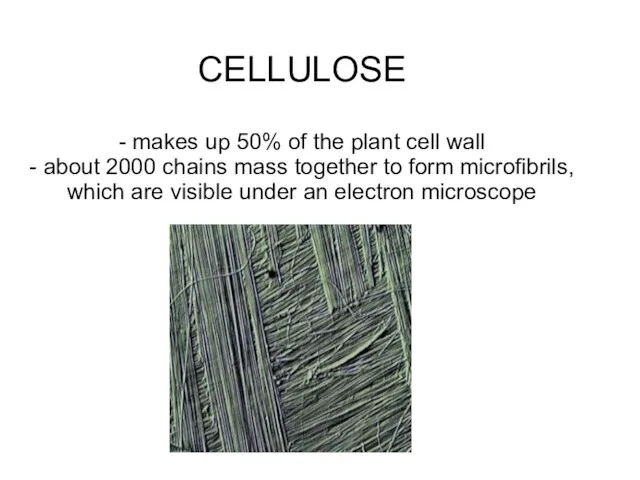 CELLULOSE - makes up 50% of the plant cell wall - about 2000