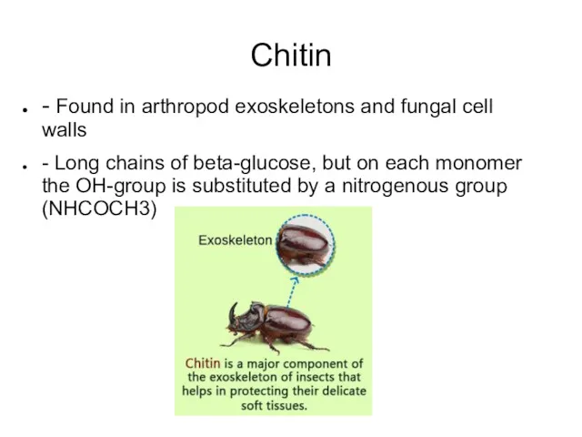 Chitin - Found in arthropod exoskeletons and fungal cell walls