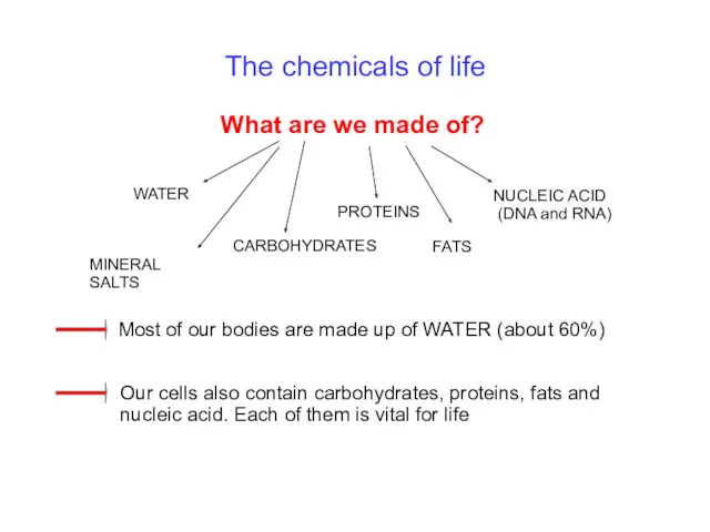 The chemicals of life What are we made of? WATER CARBOHYDRATES PROTEINS FATS