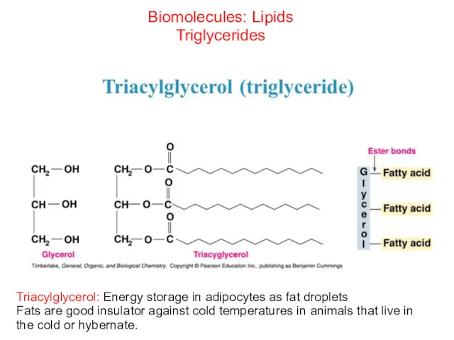 Biomolecules: Lipids Triglycerides Triacylglycerol: Energy storage in adipocytes as fat droplets Fats are