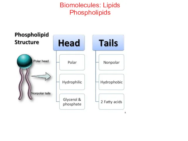 Biomolecules: Lipids Phospholipids