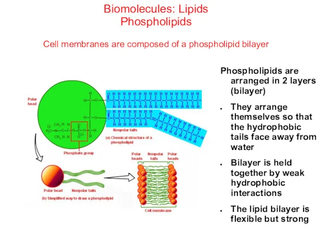 Biomolecules: Lipids Phospholipids Cell membranes are composed of a phospholipid bilayer Phospholipids are