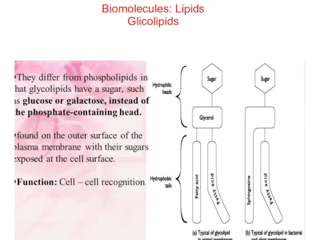 Biomolecules: Lipids Glicolipids
