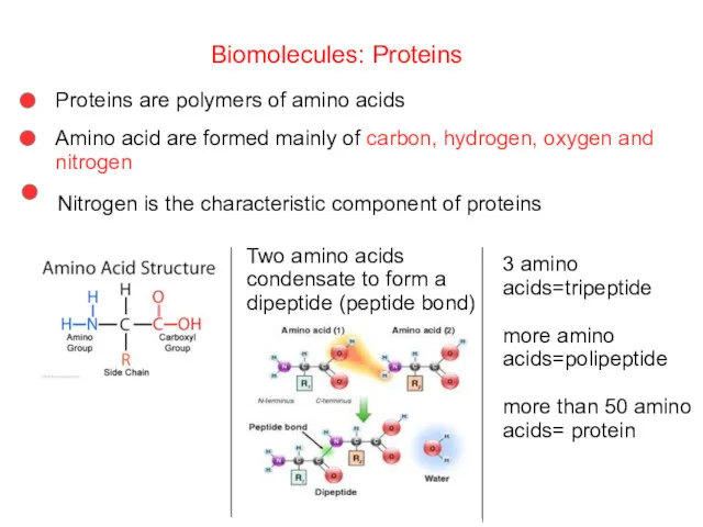 Biomolecules: Proteins Proteins are polymers of amino acids Amino acid
