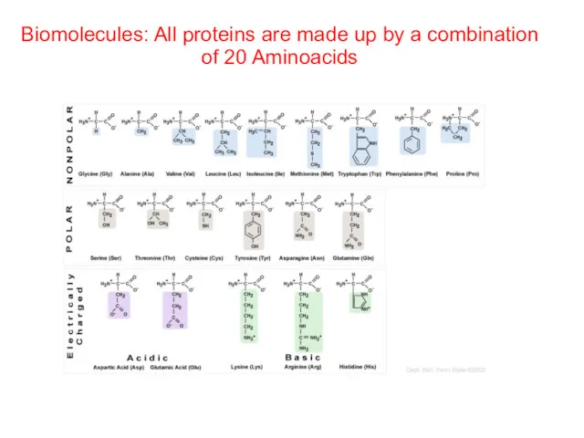 Biomolecules: All proteins are made up by a combination of 20 Aminoacids