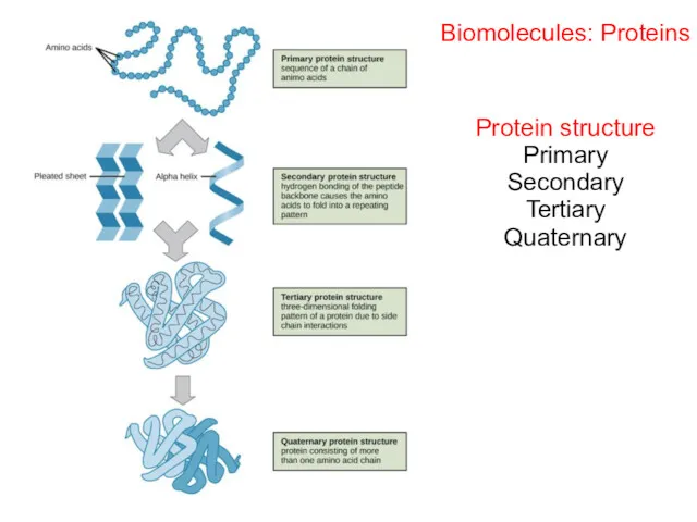 Biomolecules: Proteins Protein structure Primary Secondary Tertiary Quaternary