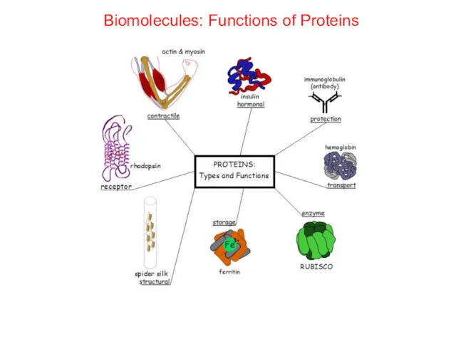 Biomolecules: Functions of Proteins