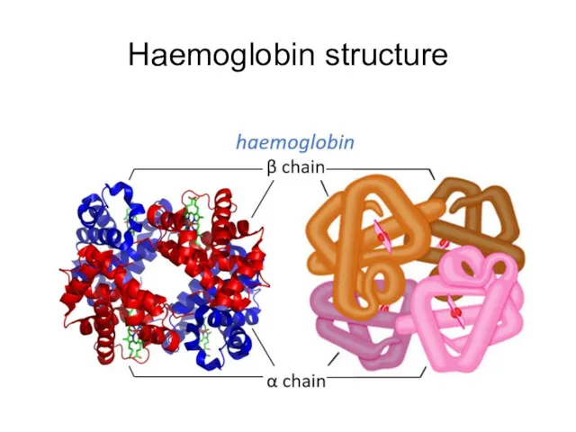 Haemoglobin structure