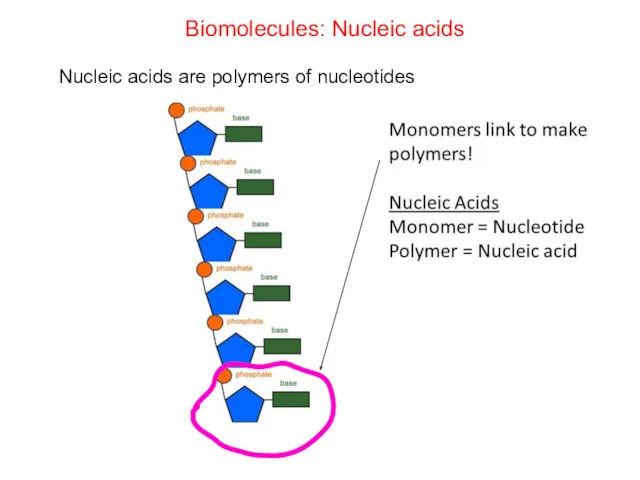 Biomolecules: Nucleic acids Nucleic acids are polymers of nucleotides