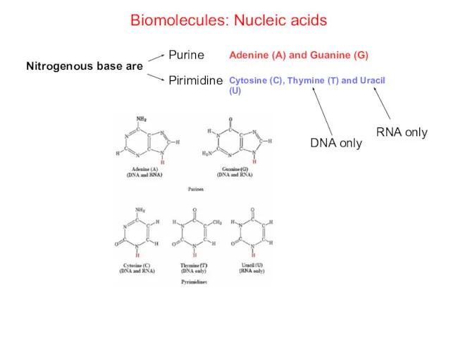Biomolecules: Nucleic acids Nitrogenous base are Purine Adenine (A) and Guanine (G) Pirimidine