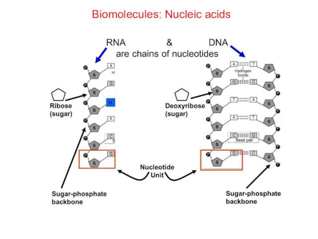 Biomolecules: Nucleic acids