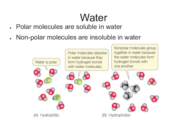 Water Polar molecules are soluble in water Non-polar molecules are insoluble in water