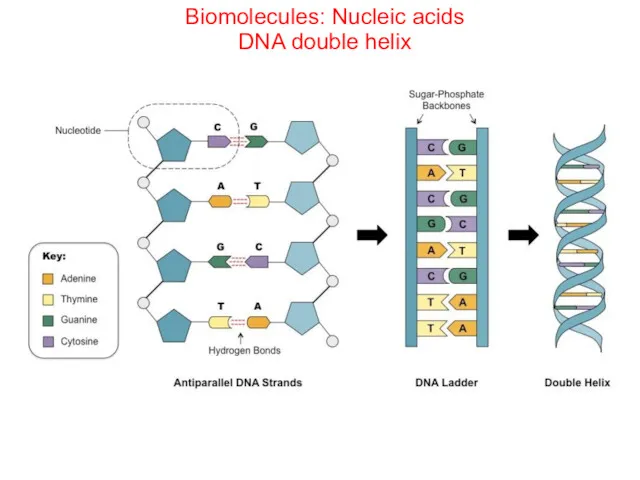 Biomolecules: Nucleic acids DNA double helix