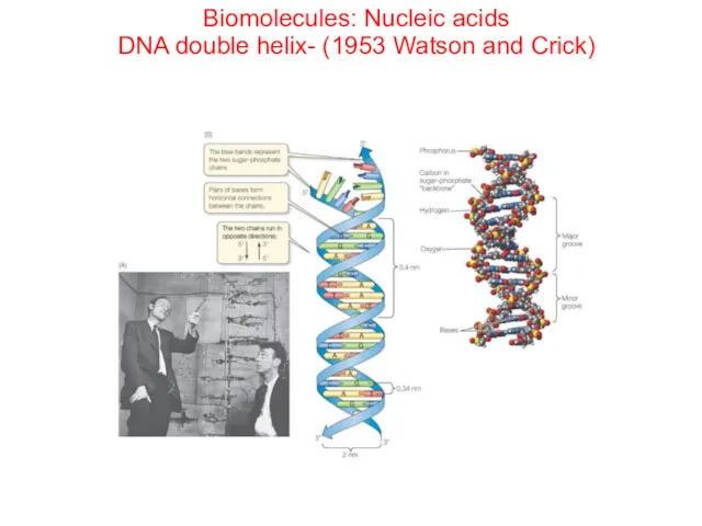Biomolecules: Nucleic acids DNA double helix- (1953 Watson and Crick)
