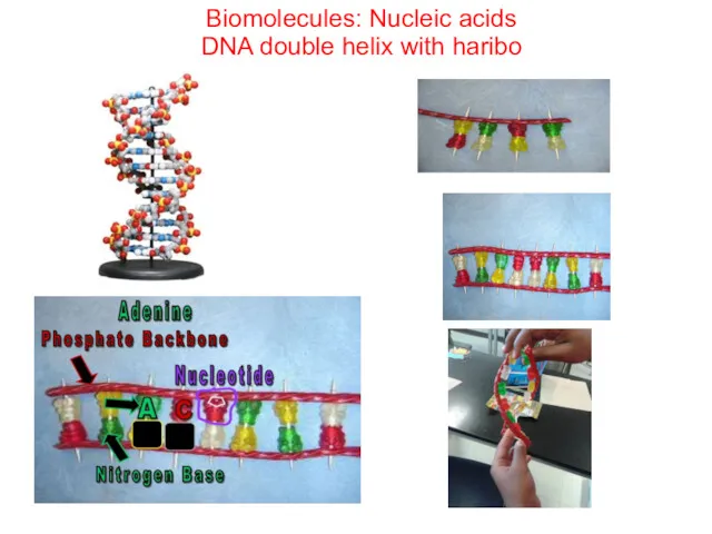 Biomolecules: Nucleic acids DNA double helix with haribo