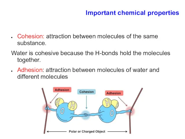 Important chemical properties Cohesion: attraction between molecules of the same substance. Water is