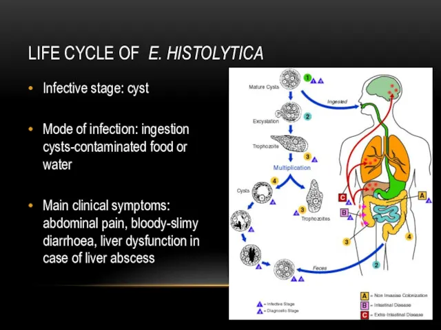 LIFE CYCLE OF E. HISTOLYTICA Infective stage: cyst Mode of