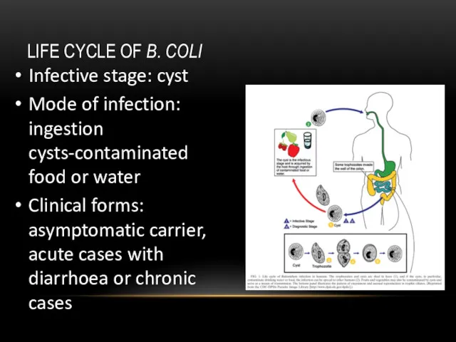 LIFE CYCLE OF B. COLI Infective stage: cyst Mode of