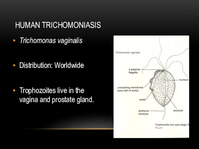 HUMAN TRICHOMONIASIS Trichomonas vaginalis Distribution: Worldwide Trophozoites live in the vagina and prostate gland.