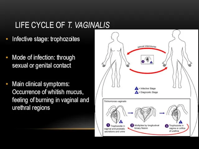 LIFE CYCLE OF T. VAGINALIS Infective stage: trophozoites Mode of
