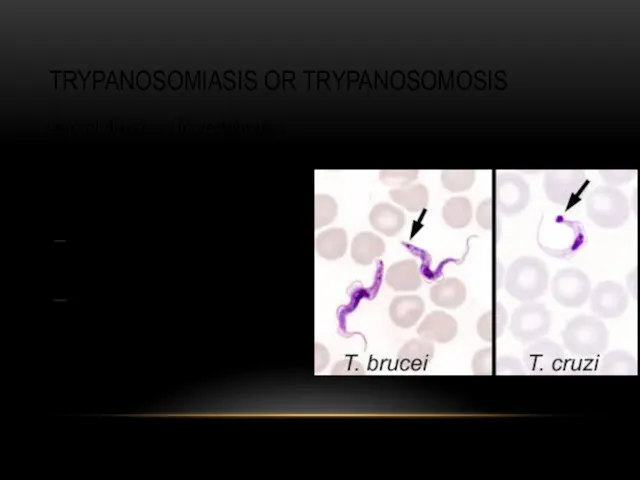 TRYPANOSOMIASIS OR TRYPANOSOMOSIS ... several diseases in vertebrates caused by