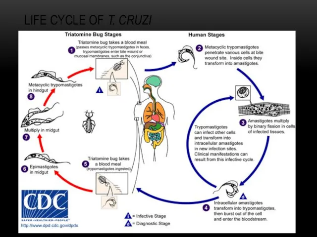 LIFE CYCLE OF T. CRUZI