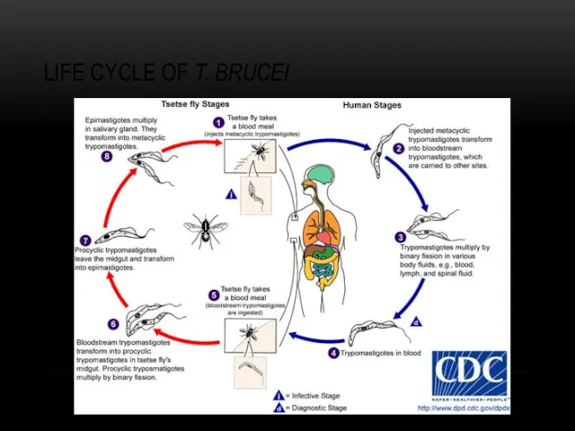 LIFE CYCLE OF T. BRUCEI