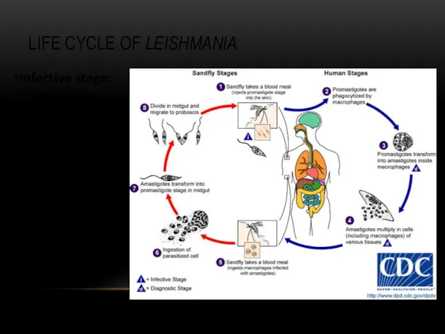 LIFE CYCLE OF LEISHMANIA Infective stage: Promastigote Mode of infection: Sand fly (Lutzomyia and Phlebotomus)