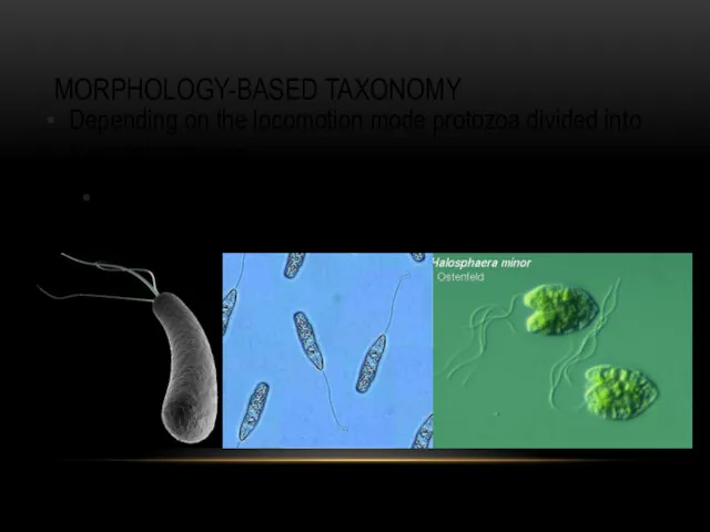 MORPHOLOGY-BASED TAXONOMY Depending on the locomotion mode protozoa divided into