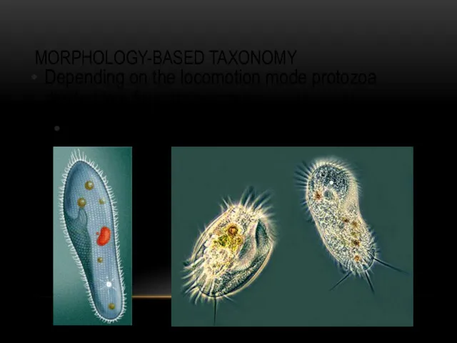 MORPHOLOGY-BASED TAXONOMY Depending on the locomotion mode protozoa divided into