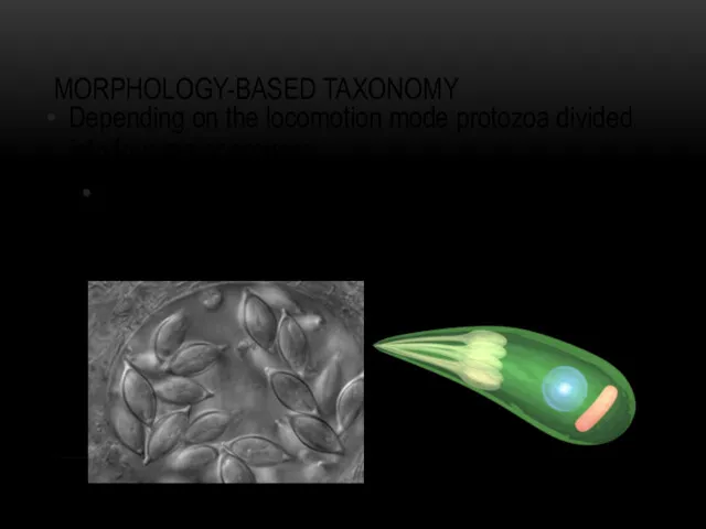 MORPHOLOGY-BASED TAXONOMY Depending on the locomotion mode protozoa divided into