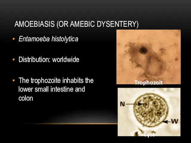 AMOEBIASIS (OR AMEBIC DYSENTERY) Entamoeba histolytica Distribution: worldwide The trophozoite
