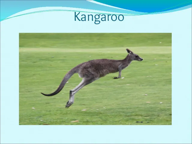 Kangaroo